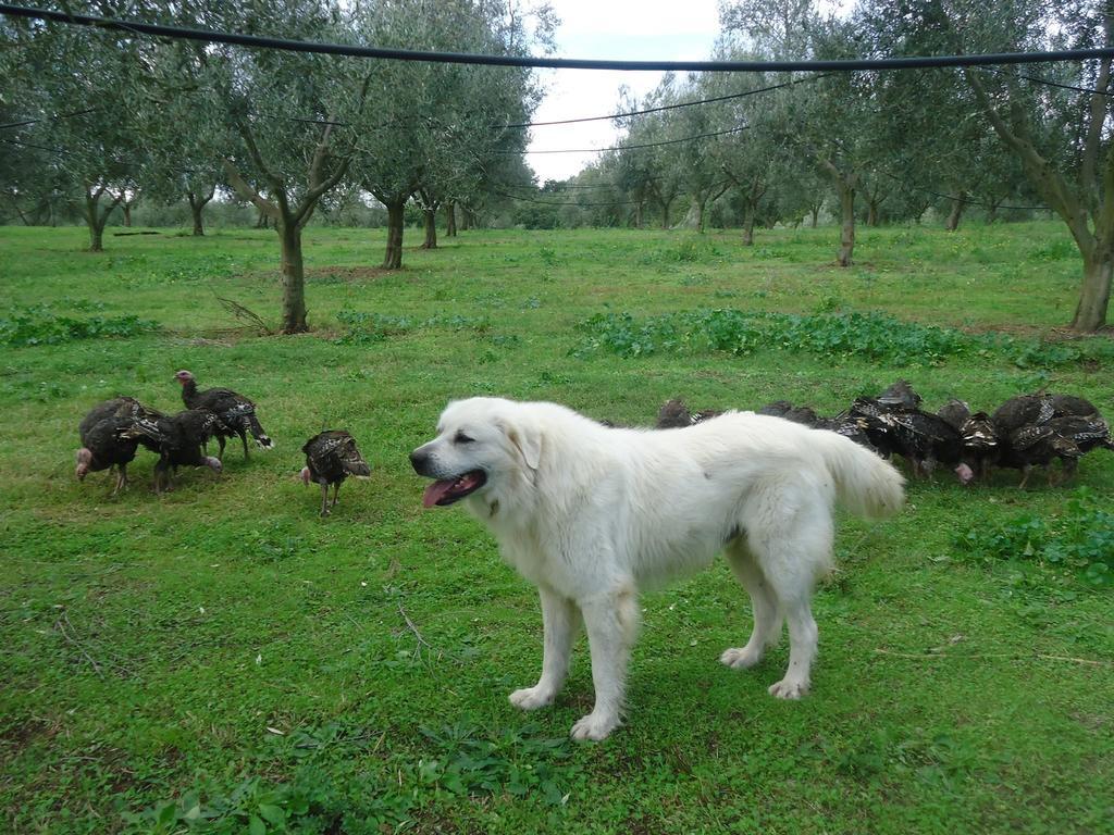Agriturismo San Vito Crocemaroggia Eksteriør bilde
