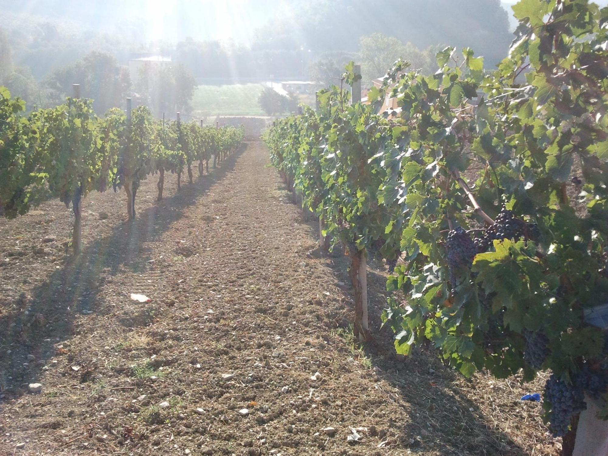 Agriturismo San Vito Crocemaroggia Eksteriør bilde