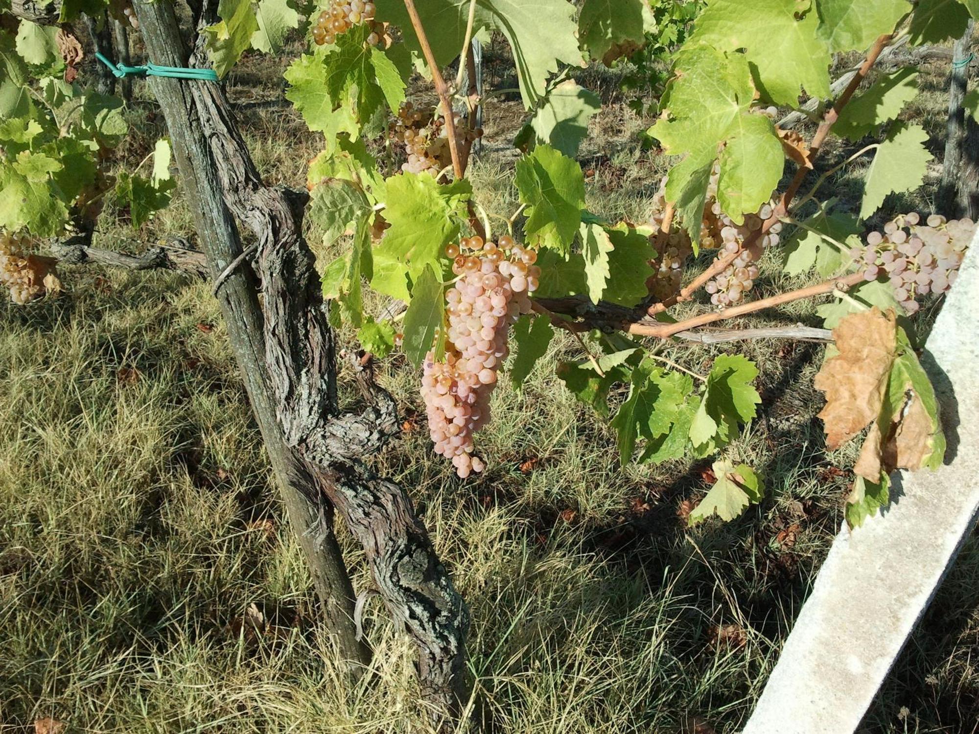 Agriturismo San Vito Crocemaroggia Eksteriør bilde